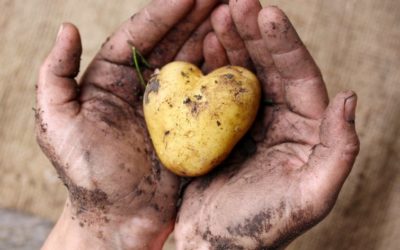 Pomme de terre : la connaissez-vous vraiment?