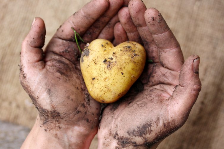 Pomme de terre : la connaissez-vous vraiment?