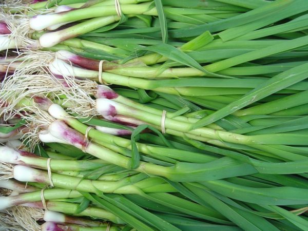 Découvrez l'Aillet de printemps Bio HappyPanier