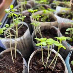plantes aromatiques