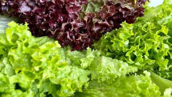 salade laitue batavia