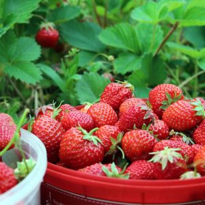 fraises Bio HappyPanier