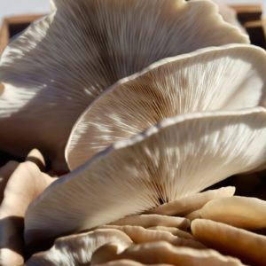 pleurotes Bio