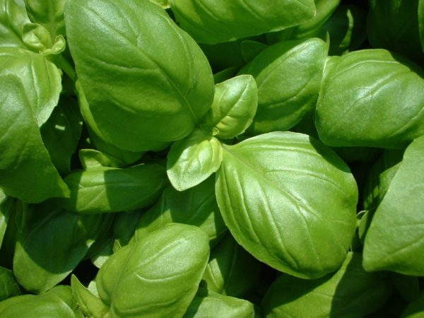 basilic frais happypanier