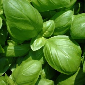 basilic frais happypanier