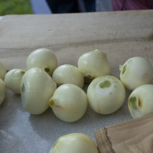 oignons blancs