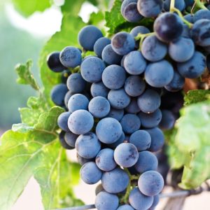 raisin noir Bio
