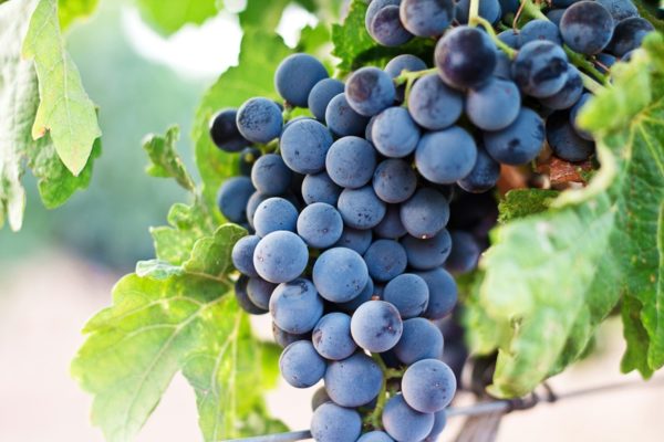 raisin noir Bio