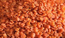 lentilles corail aestiv